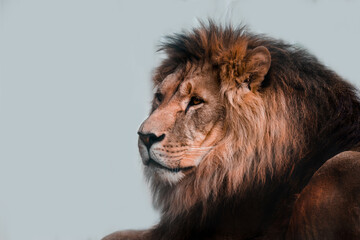  Lion head. Lion on a light background. A proud and noble lion. High quality photo