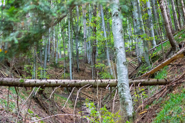 trunks in the forest