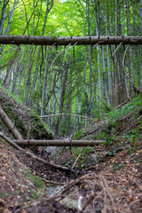 forest in autumn with fallen trees