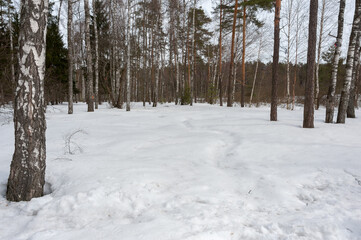 There is a path in the snow in the winter forest