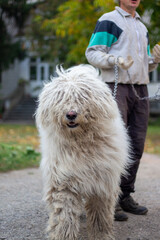 person with dog on leash