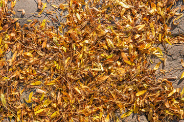 Closeup of fallen golden yellow colored tree leaves and petioles lying on the stones of a street....