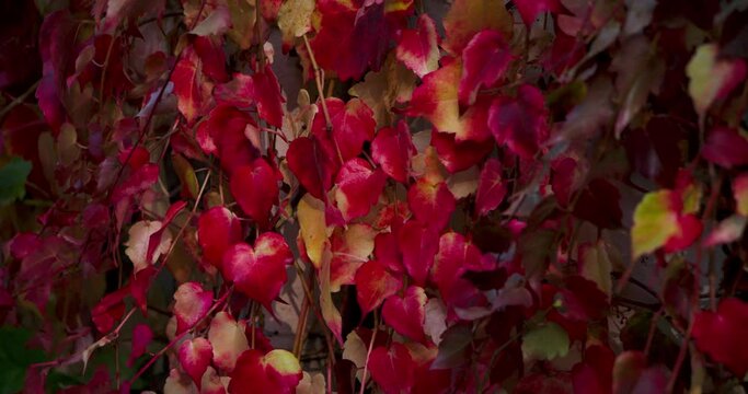 Feuilles sur un mur