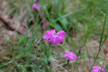 Jolie fleur mauve au milieu d'herbes folles