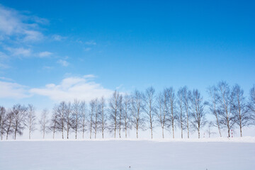 冬の晴れた日のシラカバ並木