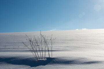 冬の晴れた日の雪原