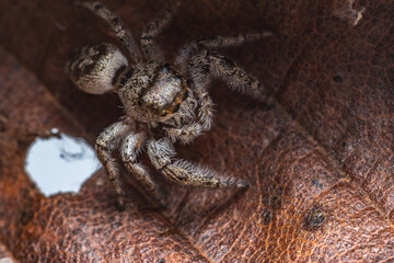 Jumping Spider