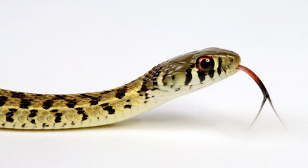 züngelnde Strumpfbandnatter // lambent garter snake (Thamnophis marcianus)