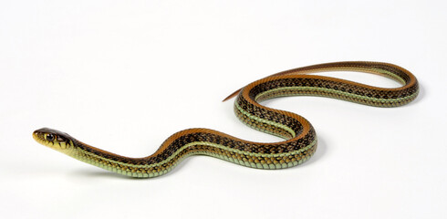 Scott’s Mexican Garter Snake // Mexikanische Strumpfbandnatter, Magdalena Strumpfbandnatter (Thamnophis eques scotti)
