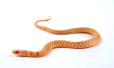 Albino - Karierte Strumpfbandnatter (Thamnophis marcianus) - Albino - Checkered garter snake