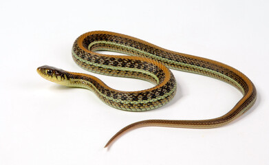 Scott’s Mexican Garter Snake // Mexikanische Strumpfbandnatter, Magdalena Strumpfbandnatter (Thamnophis eques scotti)