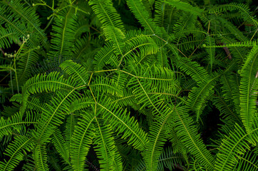 close up view with selective focus of green leaves from Dicranopteris linearis in forest, dark wallpaper concept, nature background, tropical leaves