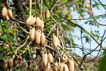 Kapok Tree