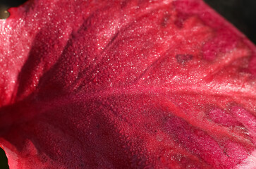 Natural red background texture in macro photography of an red leaf in dewdrops with selective focus in sunlight 