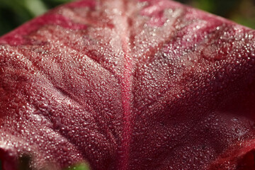 Natural burgundy background texture in macro photography of an burgundy leaf in dewdrops with selective focus in sunlight 