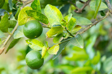 Green color of fresh lime with leaf background