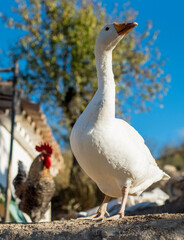 big goose squawking in the middle of the field