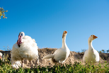 Turkey and geese roaring and walking through the farmhouse