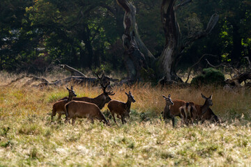 Cerf élaphe, biche, cerf, brame, cervus elaphus