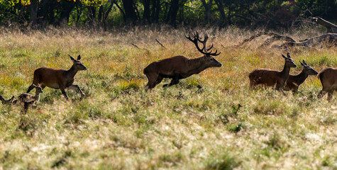 Cerf élaphe, biche, cerf, brame, cervus elaphus