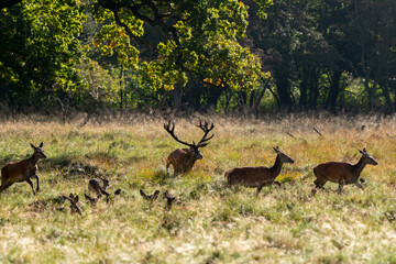 Cerf élaphe, biche, cerf, brame, cervus elaphus