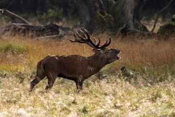 Cerf élaphe, biche, cerf, brame, cervus elaphus