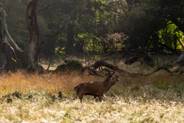 Cerf élaphe, biche, cerf, brame, cervus elaphus