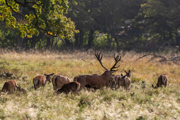 Cerf élaphe, biche, cerf, brame, cervus elaphus