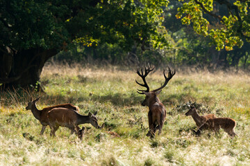 Cerf élaphe, biche, cerf, brame, cervus elaphus