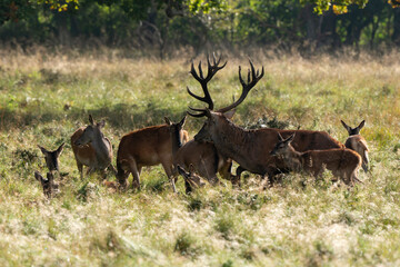 Cerf élaphe, biche, cerf, brame, cervus elaphus