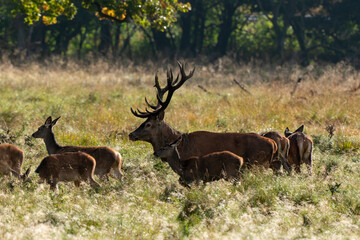 Cerf élaphe, biche, cerf, brame, cervus elaphus