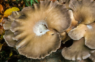 Pleurote en forme d'huître, Pleurotus ostreatus