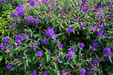 Brazilian Spider Flower