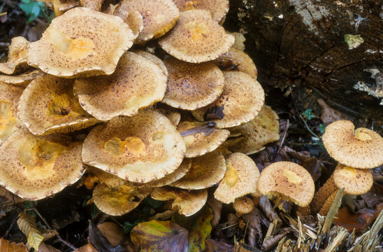 Champignon, Pholiote &eacute;cailleuse, Pholiota squarrosa