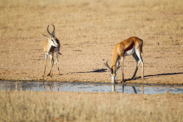 Springbuck congregating around a waterhole in the Kalahari desert, South Africa