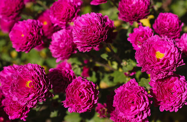 pink and white flowers