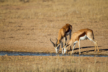 Naklejka na ściany i meble Springbuck congregating around a waterhole in the Kalahari desert, South Africa
