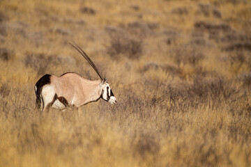 Gemsbok or oryx grazing in the Kalahari desert in South Africa
