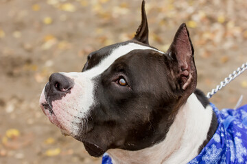 American Staffordshire Terrier portrait.