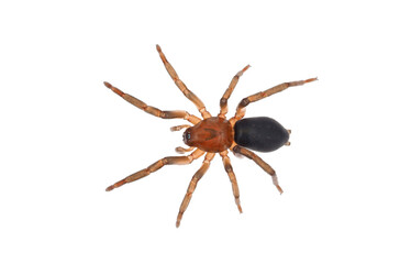 Ground spider isolated on white background, Haplodrassus sp.