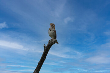 Song Sparrow (Melospiza melodia) on a branch against a blue sky, singing. 