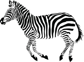 Fototapeta na wymiar Wild African zebra silhouette Isolated on white background