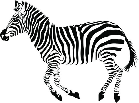Wild African zebra silhouette Isolated on white background