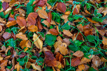 Beautiful natural autumn background consisting of dried yellow and red leaves freshly fallen and mixed with green vegetation on the ground on a cool November day when the frost begins