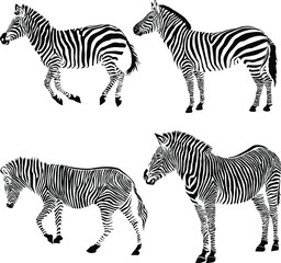 Fototapeta na wymiar Set of Wild African zebra silhouette