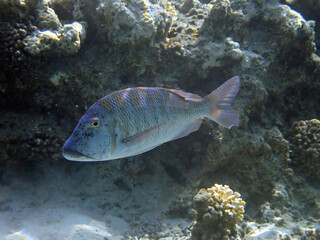 Important commercial fish of the Red Sea and Pacific Ocean - Spangled Emperor, scientific name is Lethrinus nebulosus, it belongs to the family Lethrinidae