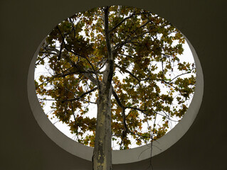 The tree through the Ceiling.