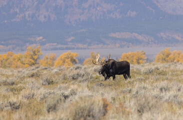 Fototapeta premium Bull Shiras Moose During the Fall Rut in Grand Teton National Park Wyoming