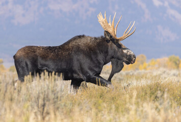 Naklejka na ściany i meble Bull Shiras Moose During the Fall Rut in Grand Teton National Park Wyoming