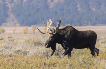 Bull Shiras Moose During the Fall Rut in Grand Teton National Park Wyoming
